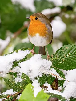 Robin: European Robin - female in snow - UK