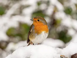Robin: European Robin - female in snow - UK