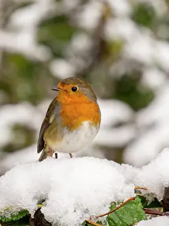 Robin: European Robin - female in snow - UK