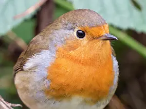 Robin: European Robin - female - UK