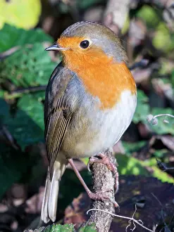 Robin: European Robin - female - UK