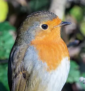 Robin: European Robin - female - UK