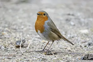 Castile: European Robin - on field floor - Castilla Leon, Spain