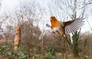Bramble: European Robin - in flight over bramble - UK