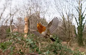 Bramble: European Robin - in flight over bramble - UK