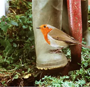 Boot: European ROBIN - ON GARDEN BOOT