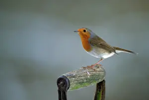 Handles: European Robin - on garden spade handle