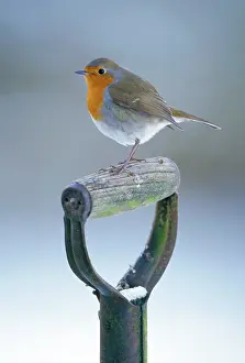 Handles: European ROBIN - on garden spade handle in winter