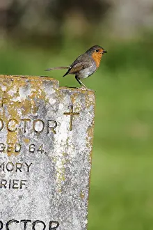 Warwickshire: European Robin on grave stone - England UK Robin