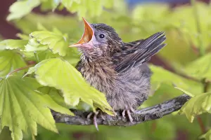960521: European Robin - juvenile