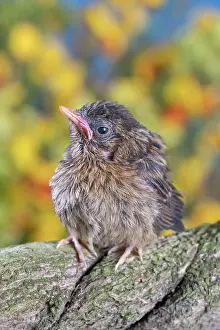 960521: European Robin - juvenile
