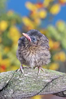 960521: European Robin - juvenile
