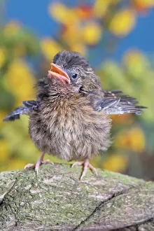 960521: European Robin - juvenile
