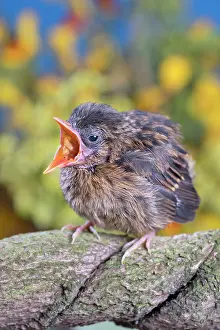 960521: European Robin - juvenile