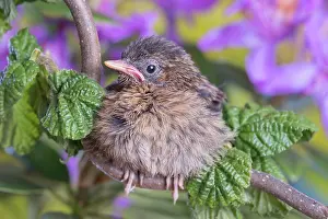 960521: European Robin - juvenile