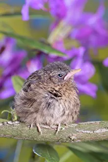 960521: European Robin - juvenile