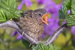 960521: European Robin - juvenile