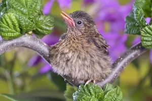 960521: European Robin - juvenile