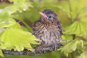 960521: European Robin - juvenile