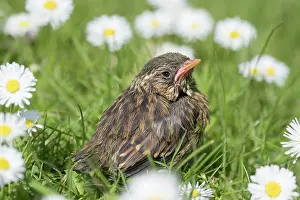 960521: European Robin - juvenile in daisies
