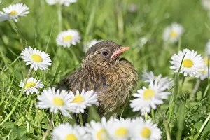 960521: European Robin - juvenile in daisies