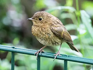 Robin: European Robin - juvenile perched on fence - UK