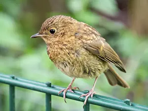 Robin: European Robin - juvenile perched on fence - UK