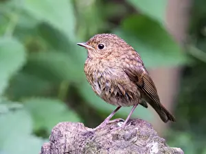 Post: European Robin - juvenile perched on post - UK