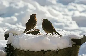 Robins: European ROBIN - male displaying territorial aggression