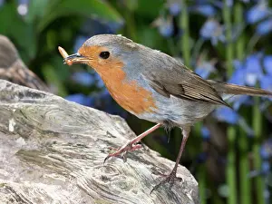 Robin: European robin with mealworm - with bluebells - Birmingham U