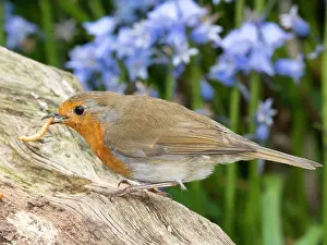 Robin: European robin with mealworm - with bluebells - Birmingham U