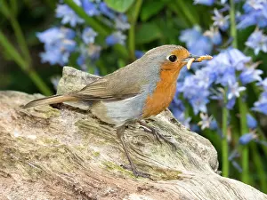 Robin: European robin with mealworms - with bluebells - Birmingham