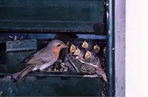 Begging: European ROBIN - at nest in a shed with young