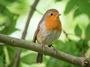 Robin: European Robin - perched on Ash branch - UK