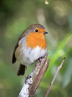 Robin: European Robin - perched on Ash branch - UK