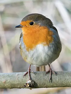 Robin: European Robin - perched on Ash branch - UK