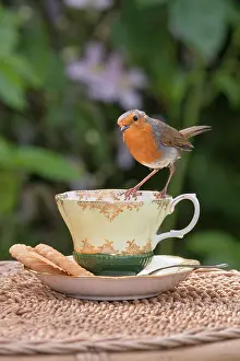 960521: European Robin perched on china tea cup with biscuits