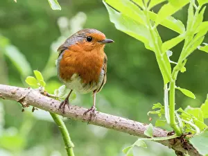 Robin: European Robin - perched on elder - UK