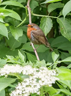 Robin: European Robin - perched on elder - UK