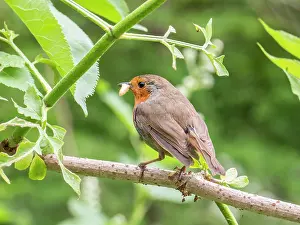 Larva: European Robin - perched on elder with wax moth larva - UK