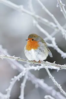 Roy Glen: European Robin - perched on frost covered bramble