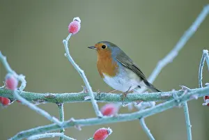 Rosehip: European ROBIN - perched by frosty rosehips
