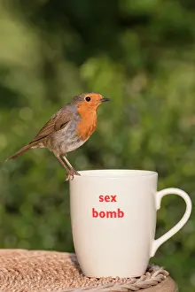 960521: European Robin perched on mug