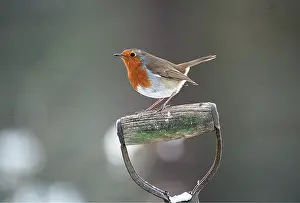 Handles: European ROBIN - perched on spade handle
