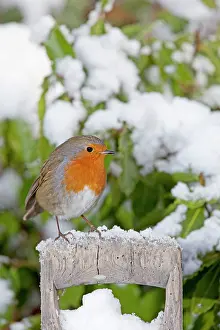 Handles: European Robin - perched on spade handle in snow