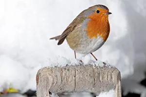 Handles: European Robin - perched on spade handle in snow