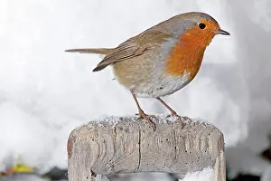 Handles: European Robin - perched on spade handle in snow