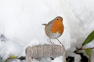 Handles: European Robin - perched on spade handle in snow