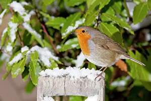 Handles: European Robin - perched on spade handle in snow
