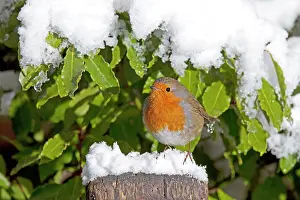 Handles: European Robin - perched on spade handle in snow